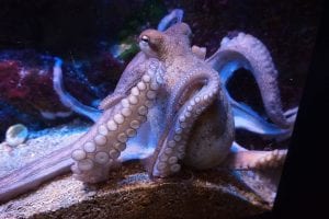 Read more about the article How to get your tentacles into Customer Engagement!