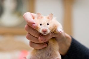 Read more about the article Do this before you think about shooting the hamster!