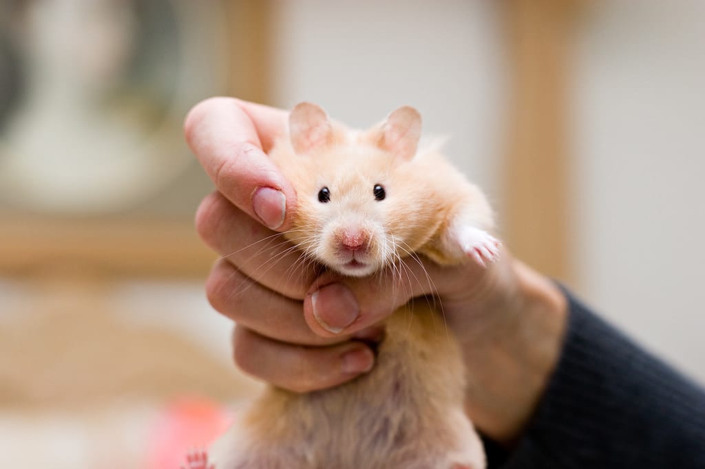 You are currently viewing Do this before you think about shooting the hamster!