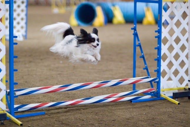 You are currently viewing True agility trumps customer experience – here’s why