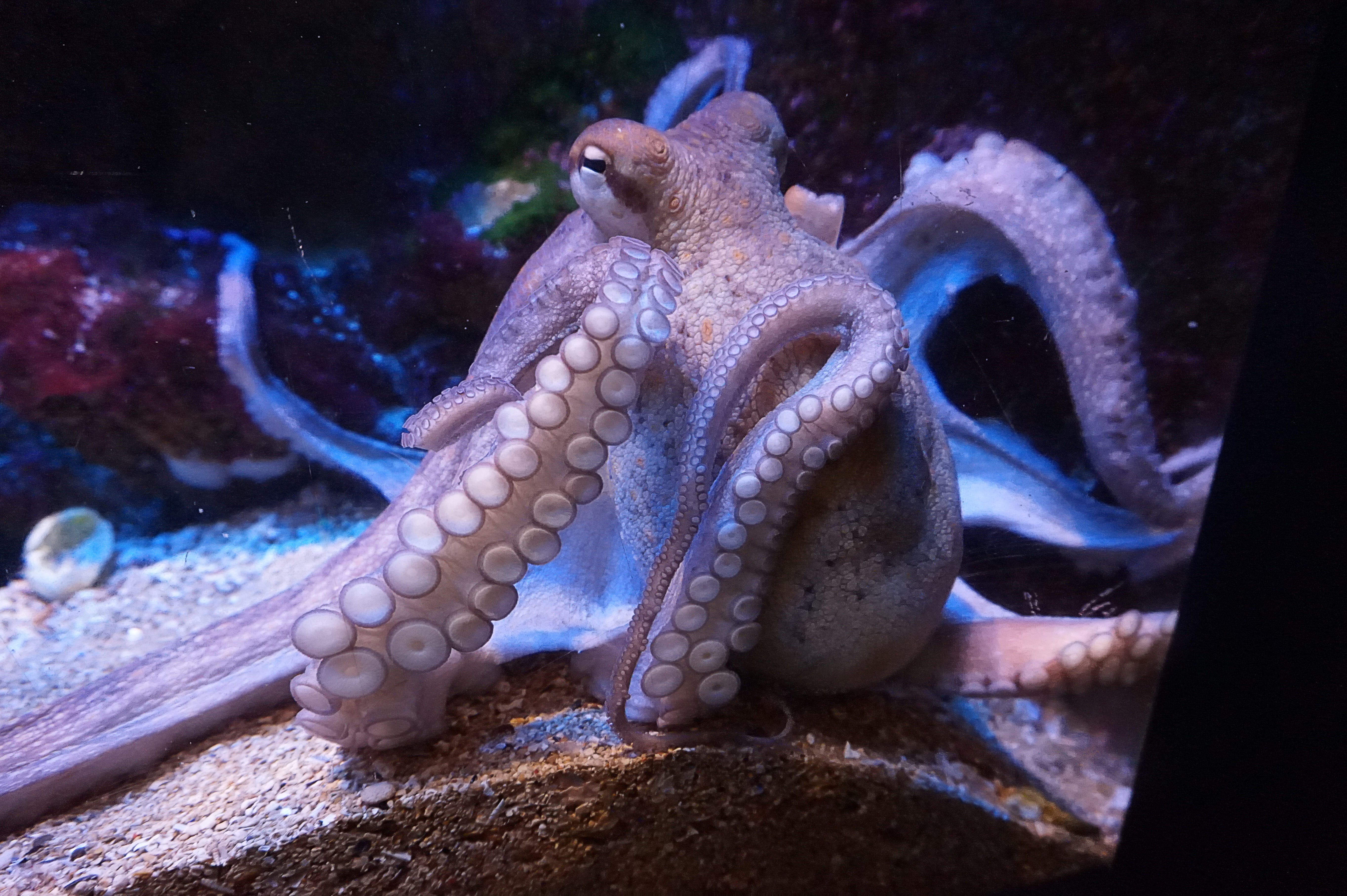 You are currently viewing How to get your tentacles into Customer Engagement!