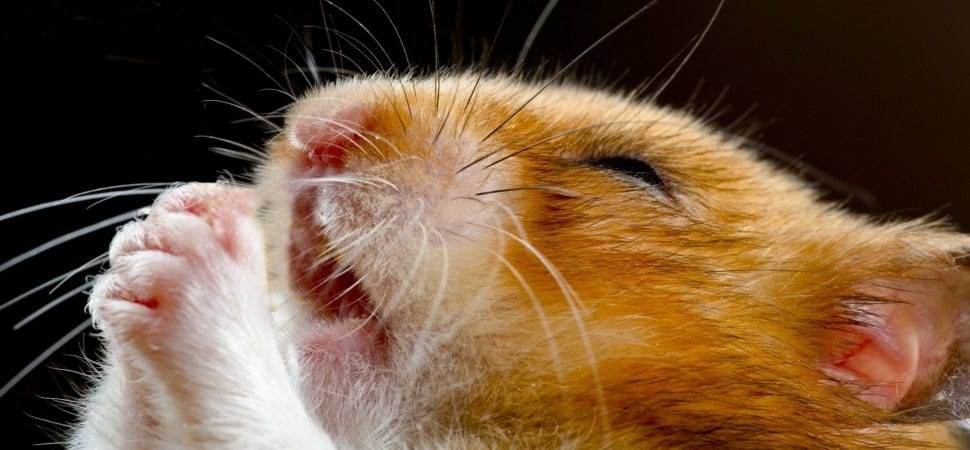 You are currently viewing Don’t shoot the hamster!