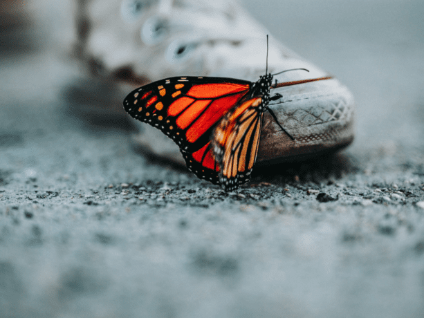 Read more about the article How to become a butterfly – thriving in a VUCA world