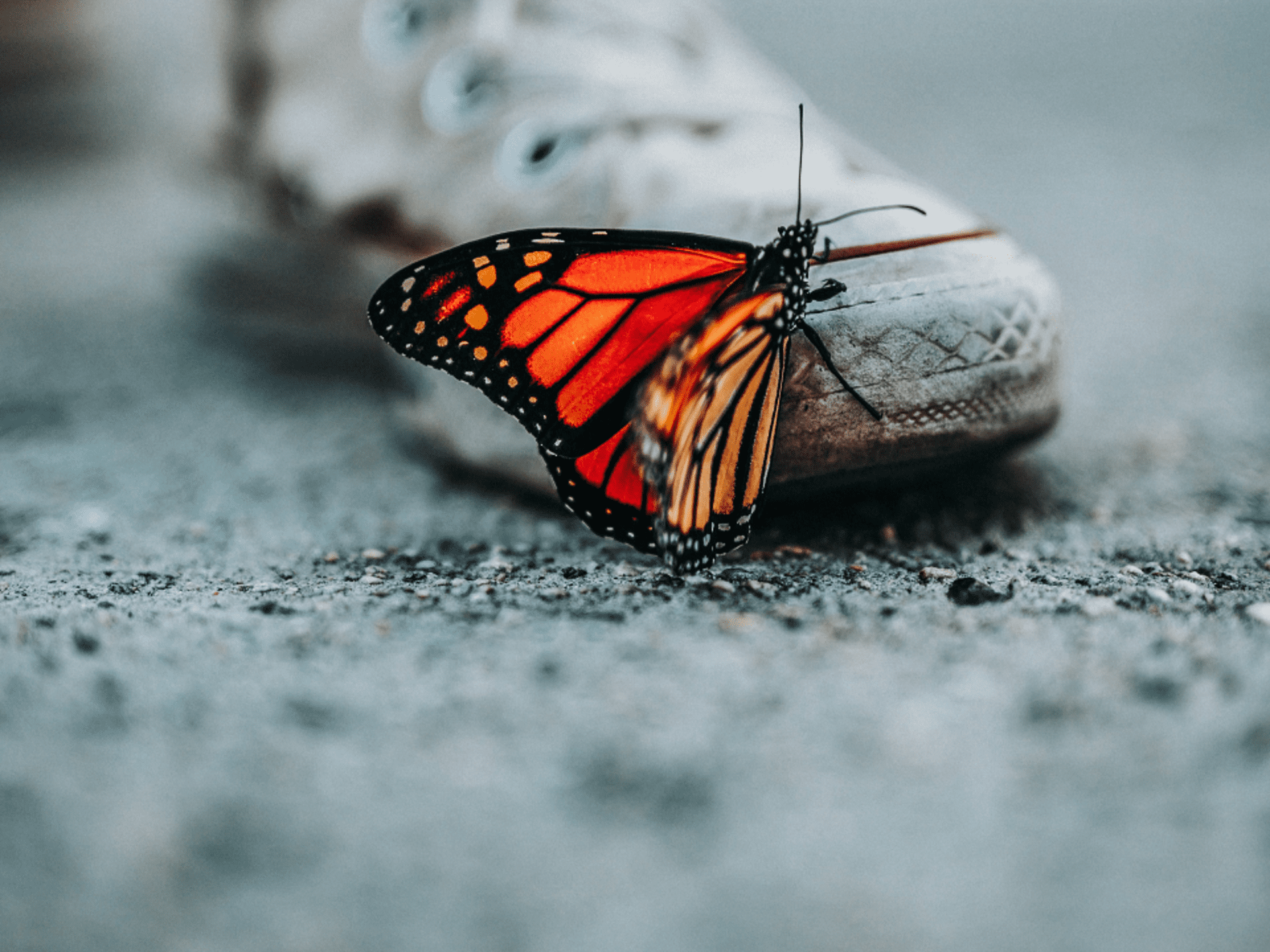 You are currently viewing How to become a butterfly – thriving in a VUCA world